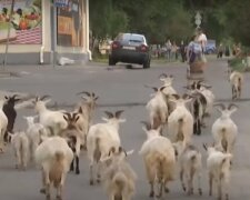Район у Києві заполонило стадо кіз: зупиняють транспорт і розгулюють серед висоток