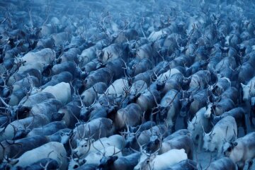 A herd of reindeers is seen inside an enclosure as herders select and sort them in the settlement of Krasnoye in Nenets Autonomous District, Russia, November 28, 2016.  REUTERS/Sergei Karpukhin