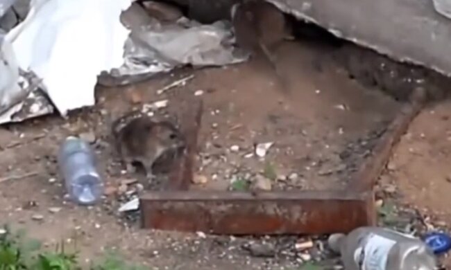 Дніпрян попереджають про нашестя щурів, кадри: як боротися з гризунами в житлових будинках