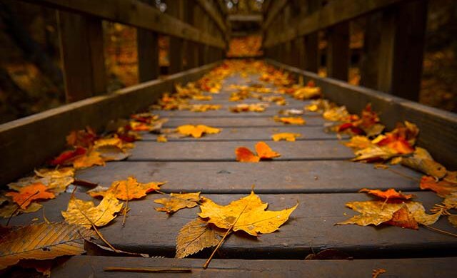 Autumn-Bridge