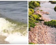 Экологическое ЧП в Одессе, берег усеян рыбой и змеями: что произошло