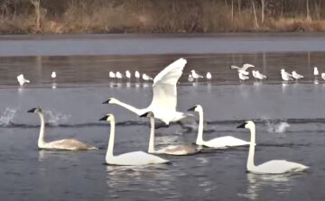 Сотни лебедей вышли на "охоту" в Одесской области: "ныряют и ищут еду"