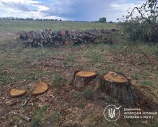 незаконная вырубка леса