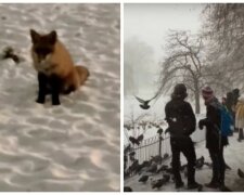 По Киеву разгуливает лиса, которая не боится людей и дружит с собаками: видео