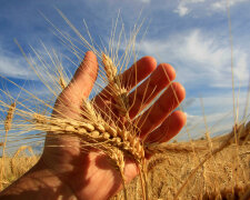 аграрии поле зерно колосок-руки