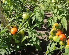 як врятувати помідори від спеки