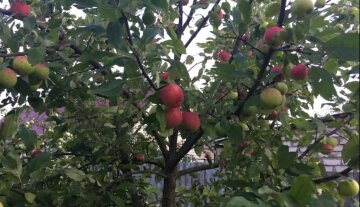 Харьковчане могут остаться без яблок и вишен в этом году: названа причина