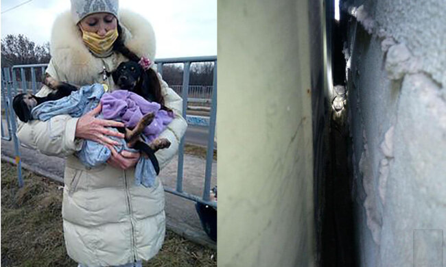 У Кривому Розі кинулися на порятунок цуценят: застрягли між гаражами