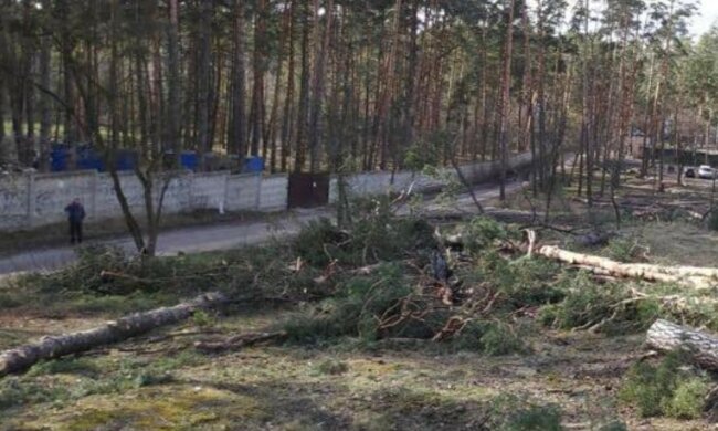 Дерева масово знищують під Києвом, поліцію підняли по тривозі: кадри варварства