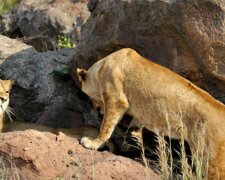 Київських львів випустили на волю в Африці, вражаючі фото: "Душа радіє"