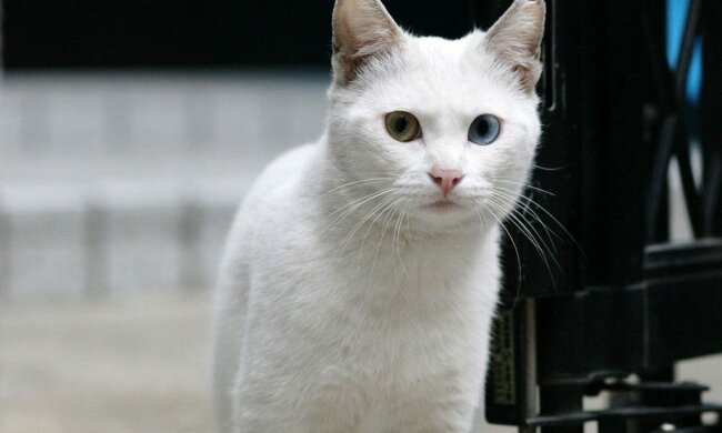 кот
