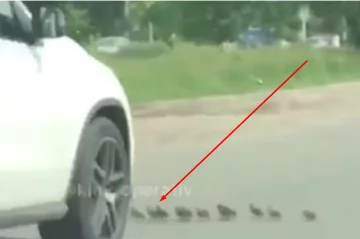 Водитель специально переехал утят в Киеве, видео: негодяя разыскивают