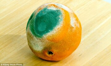 If you were to leave a tangerine in the bowl for a month, it would be covered in green fur, oozing decomposition