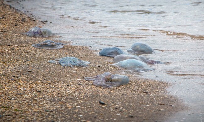 Море-Одесса5