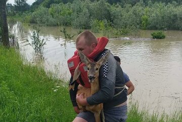 Cтадо косуль оказалось в ловушке из-за паводков на Буковине, фото: "Река взяла в плен"