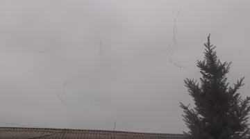 На Дніпропетровщину повернулись журавлі набагато раніше терміну: відео аномалії