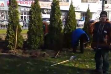 В Днепре массово избавляются от  деревьев, горожане не стерпели: "Росла такая красота, а теперь..."