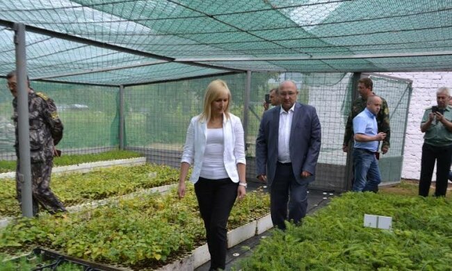 Спасти украинские леса помогут международные эксперты