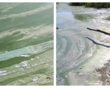 у Дніпрі вода стала зеленою: відео колаж