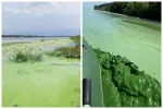 Катастрофа на Киевском море, вода превратилась в зеленую жижу: видео происходящего