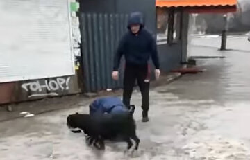 Бійцівські собаки напали на жінку в Дніпрі, відео: "Власник намагався вгамувати...»