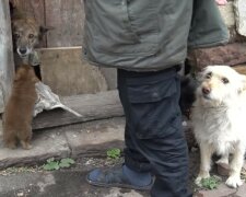 "Врятувати було неможливо": голодні собаки розтерзали пенсіонерку на Тернопільщині, кадри