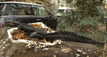 Справжнього крокодила знайшли в центрі Києва, відео: "переплутали з іграшкою"