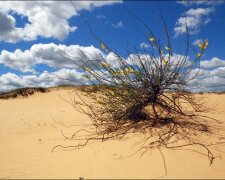 пустыня, засуха, экологическая катастрофа, глобальное потепление