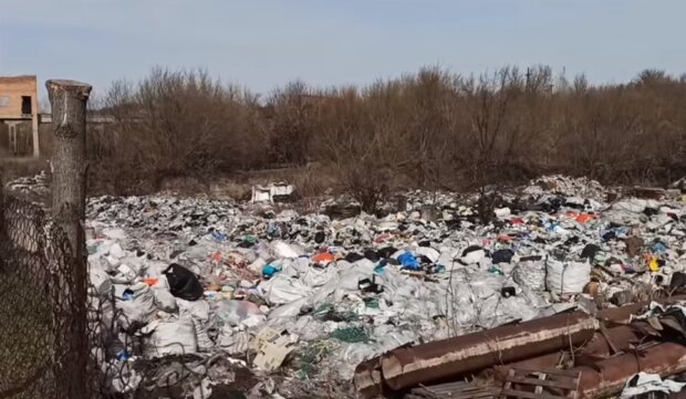 Жуткая свалка под Киевом: в горах мусора бегают свиньи и лежат тела животных, видео