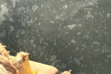 Разлив подсолнечного масла произошел в акватории Днепро-Бугского лимана в результате аварии