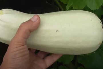 кабачки