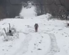 Опасный хищник гуляет по Киеву, видео: "Воздержитесь от прогулок"