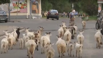 Район в Киеве заполонило стадо коз: останавливают транспорт и разгуливают среди высоток