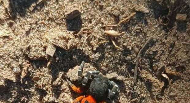 Від укусу німіє тіло та виникає біль: вкрай небезпечного