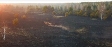 Пожары заставили спасаться бегством редких животных на Киевщине: пугающее видео с места