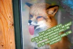 animal-tongues-9
