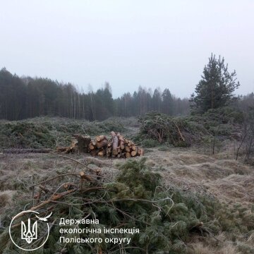 незаконна вирубка, Держекоінспекція