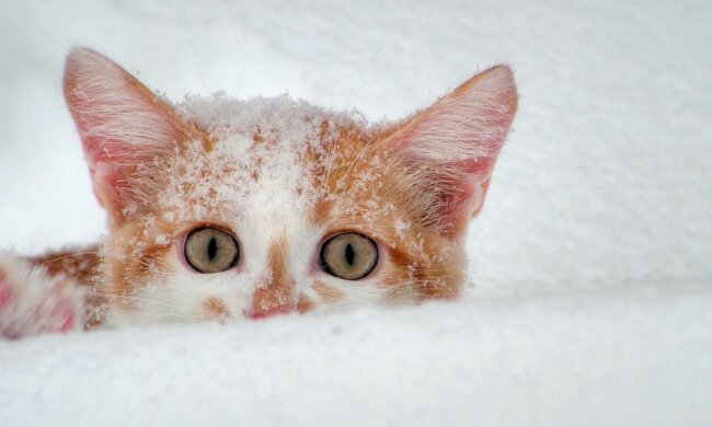 погода в декабре, снег, кот, мороз