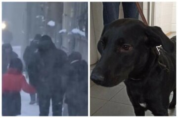 В Киеве собаку бросили на 13-градусном морозе: не было ни записки, ни еды
