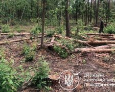 вырубка, Госэкоинспекция
