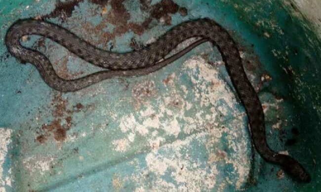 Змеи заполонили Днепр: люди пытаются справиться с бедой, кадры