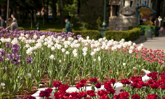 Харьков, цветы, весна