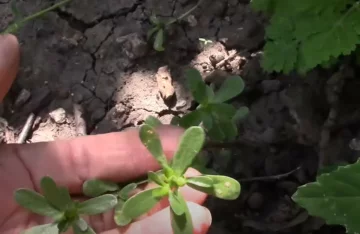 город, скріншот Ютуб