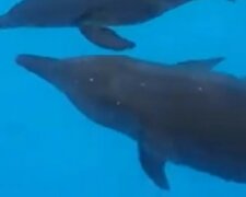 В харьковском дельфинарии пополнение: фото малыша