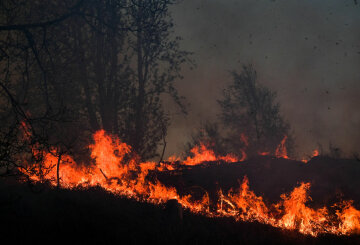пожар, огонь, пламя, горит лес