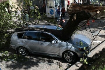 Дерево розплющило позашляховик депутата від БПП (фото)
