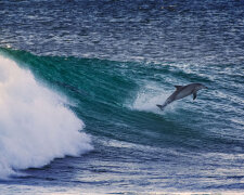 Surfing With Dolphins