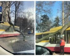 Стихія розбушувалася в Одесі, дерево звалилося прямо на трамвай з людьми: відео з місця НП