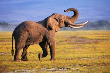 20-amazing-facts-about-the-majestic-elephant-12