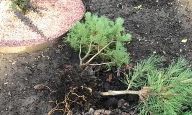 Під Дніпром розгромили парк, фото: місцеві обіцяють винагороду за інформацію про вандалів